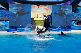 Dech beroucí kosatky v SeaWorld, San Diego