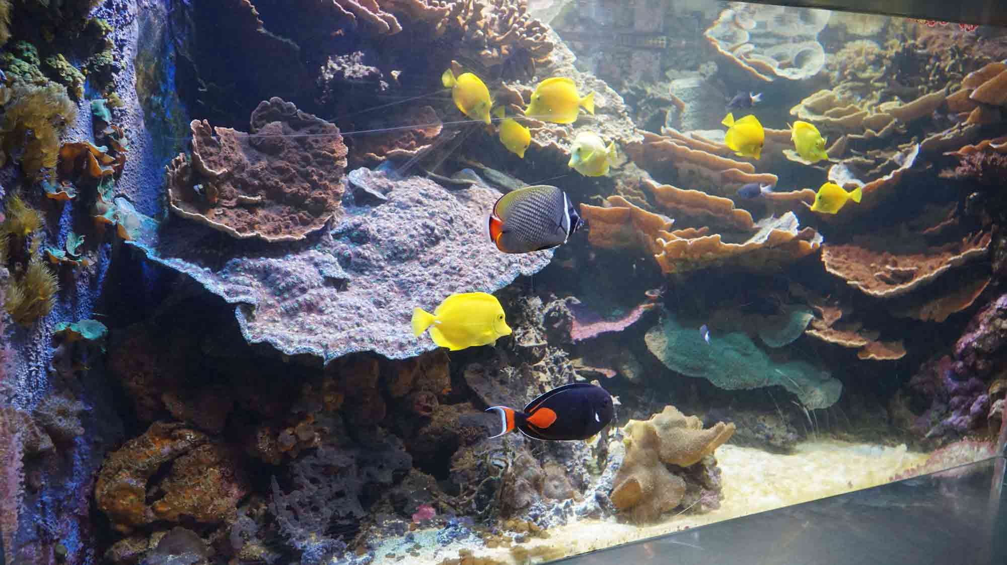 Malebné akvárium v Sea Life Aquarium 