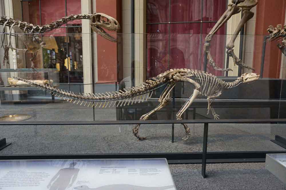 Raptor