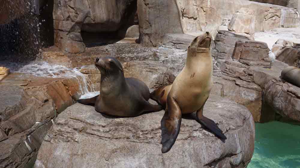 SeaWorld, San Diego, USA, Mořský svět