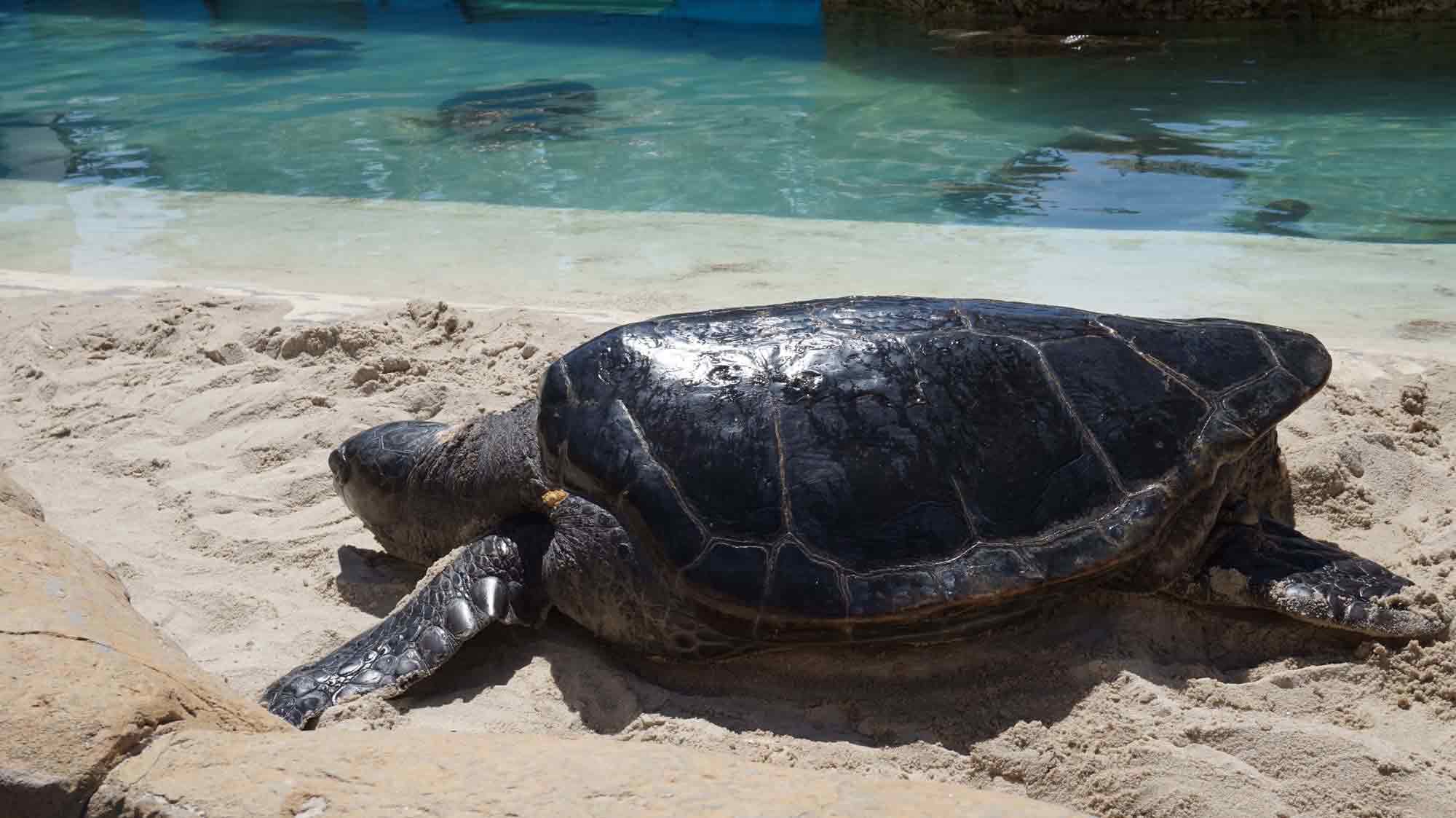 SeaWorld, San Diego, USA, Mořský svět