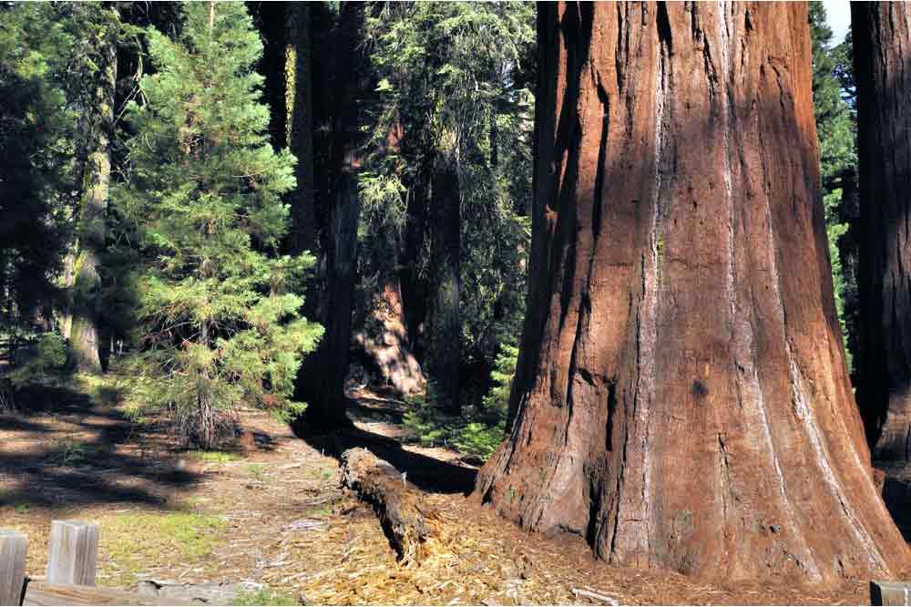 USA, Kalifornie, California, Sequoia National Park, Kings Canyon National Park