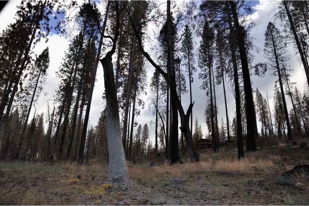 USA, Kalifornie, California, Yosemite National Park